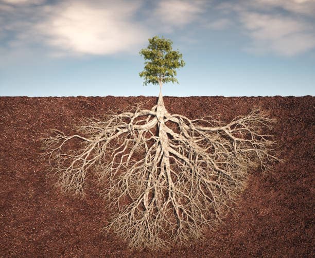 A strong, thriving tree with deep roots, symbolizing growth and strength.